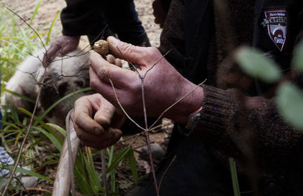 Tartufo bianco asciano