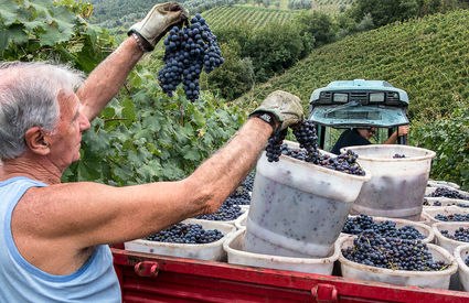 The grape harvest