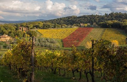 Trebbiano di Valdambra