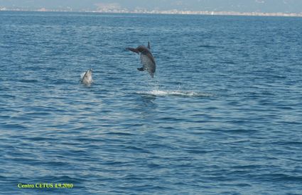 Viareggio delfini