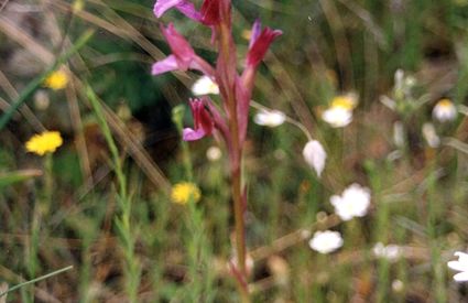 Wild orchids on the Campiglia hills