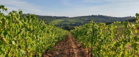 gaiole_vineyards