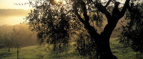 San Miniato campi olivi