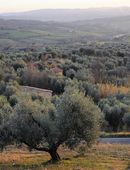 Fibbianello