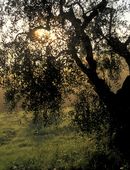 San Miniato campi olivi