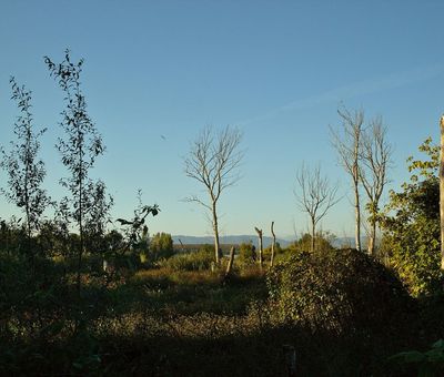 Bosco di Tanali, Bientina