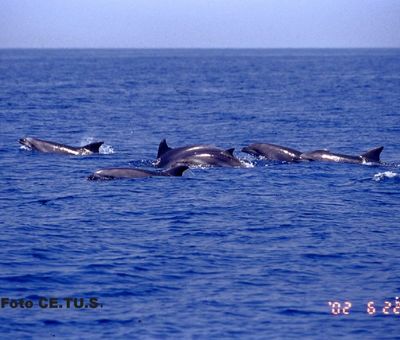 Branco di Delfini nella costa di Viareggio