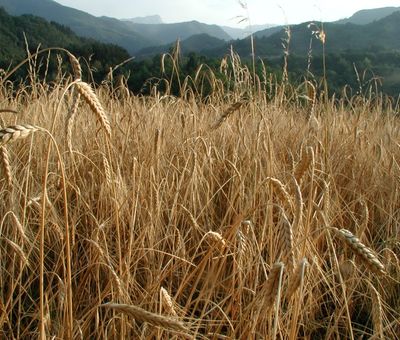 Campo di farro