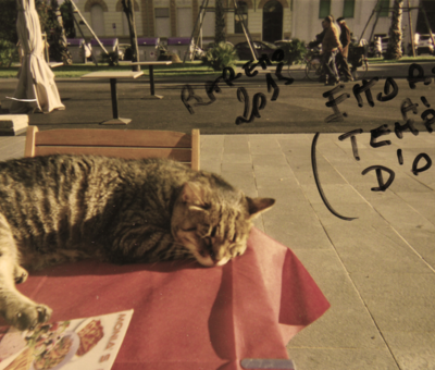 Ettore il gatto amico dei pescatori di Viareggio