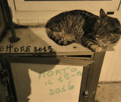 Il Gatto Ettore, Viareggio