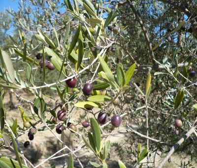 Le olive a Trequanda