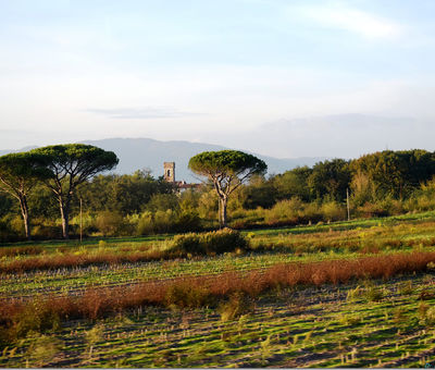 Porcari campagna