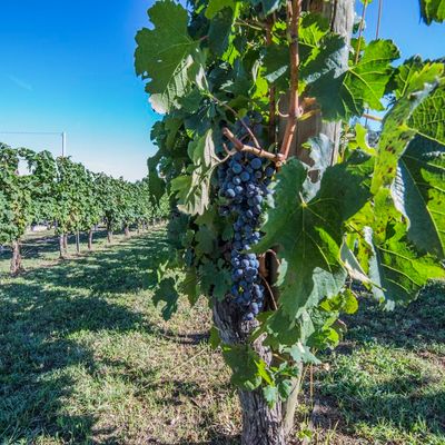 Tempranillo a San Miniato