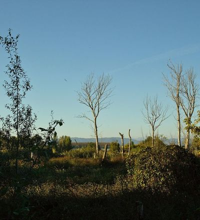 Bosco di Tanali, Bientina