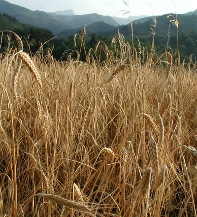 Campo di farro