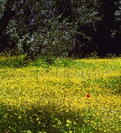 Castelfiorentino campagna