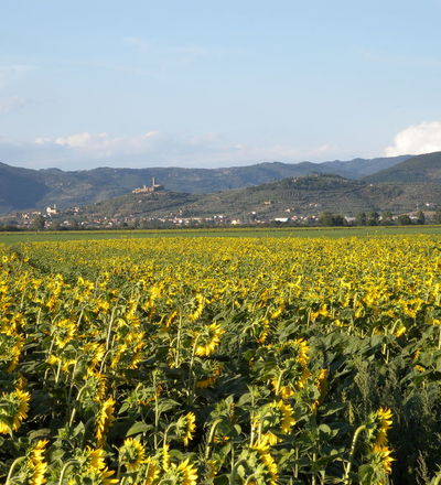 Castiglion Fiorentino