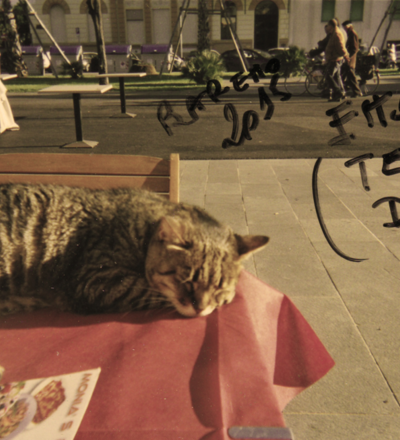 Ettore il gatto amico dei pescatori di Viareggio