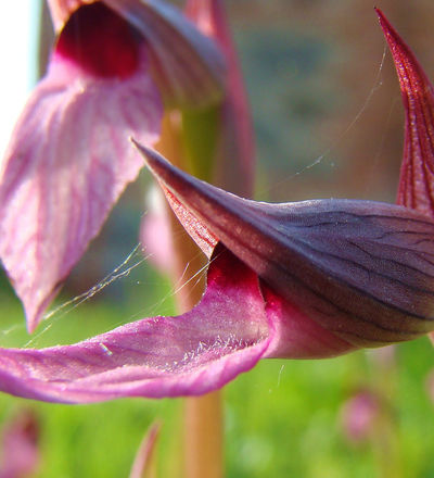 Seraphia, Fucecchio, Cerbaie