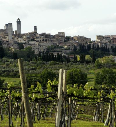 Vigneti a San Gimignano