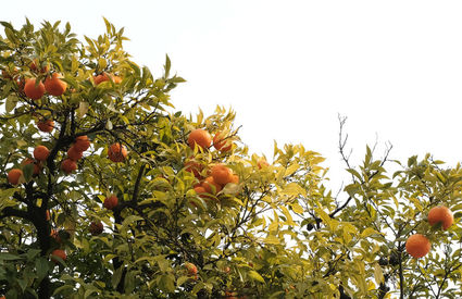 Alberi di arancio_Particolare