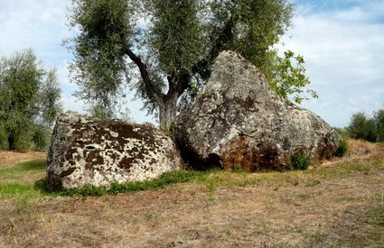 Castel del Piano, l'olivo