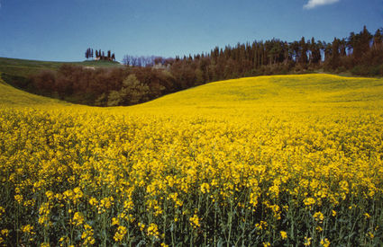 Castelfiorentino, campagna