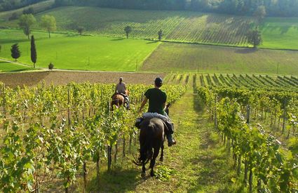 Cavallo Cerreto Guidi colline