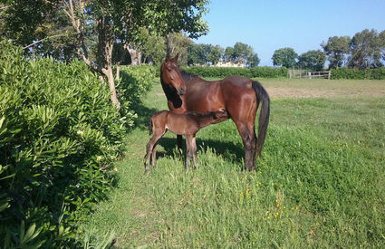 Cavallo Persano