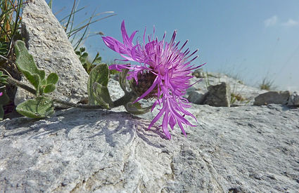 Centaurea montis borlae