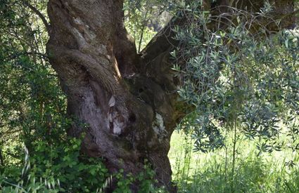 Filettole, Vecchiano