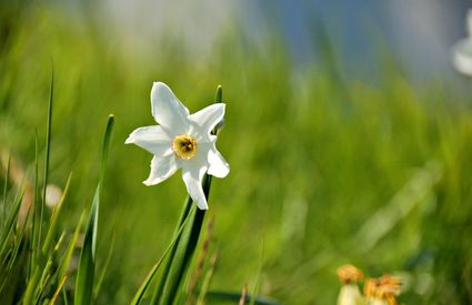 Fiore di giunchiglia