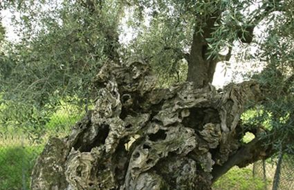 L'olivo della strega