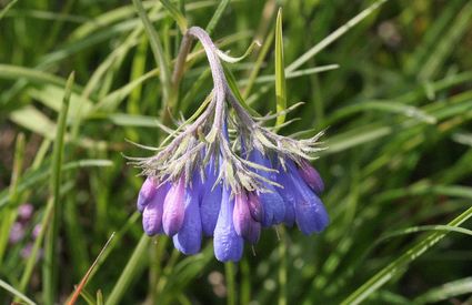 Moltkia suffruticosa delle Alpi Apuane