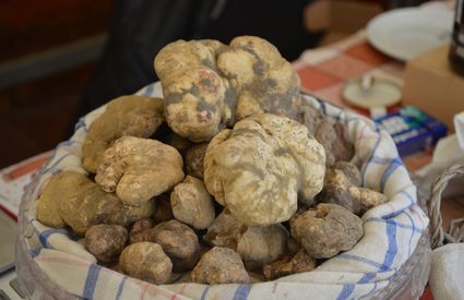 Montaione Tartufo