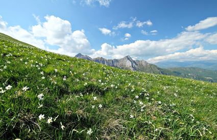 Monte Corchia: le praterie di giunchiglie