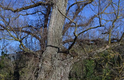 Olmo ultracentenario chiamato Albero di Cecchino