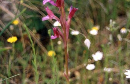 Orchiedea selvatica sulle colline campigliesi.