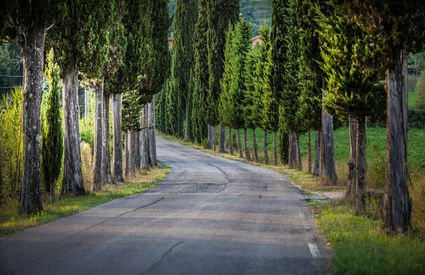 Palaia sentiero tra i boschi