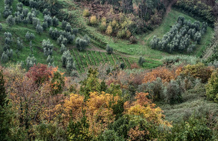 Panorama autunnale Carmignano