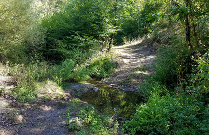 Torrente Redigaffi, Suvereto