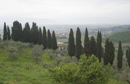 Viale dei cipressi a Capezzana