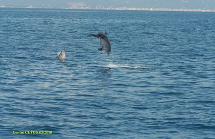 Viareggio delfini
