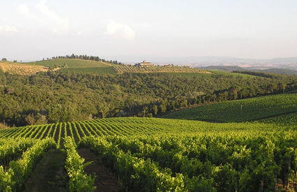 Vigneti a Gaiole in VChianti