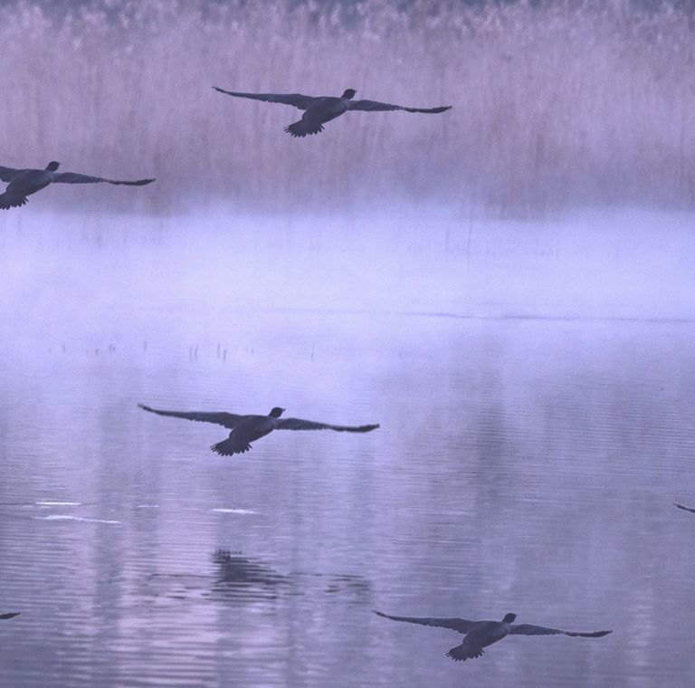 Lago Boracifero