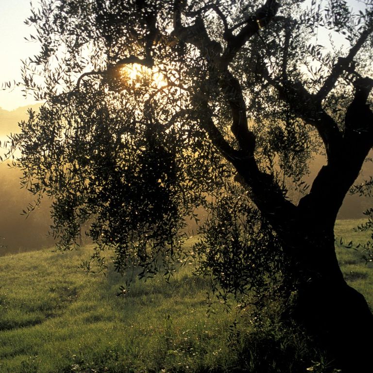 San Miniato campi olivi