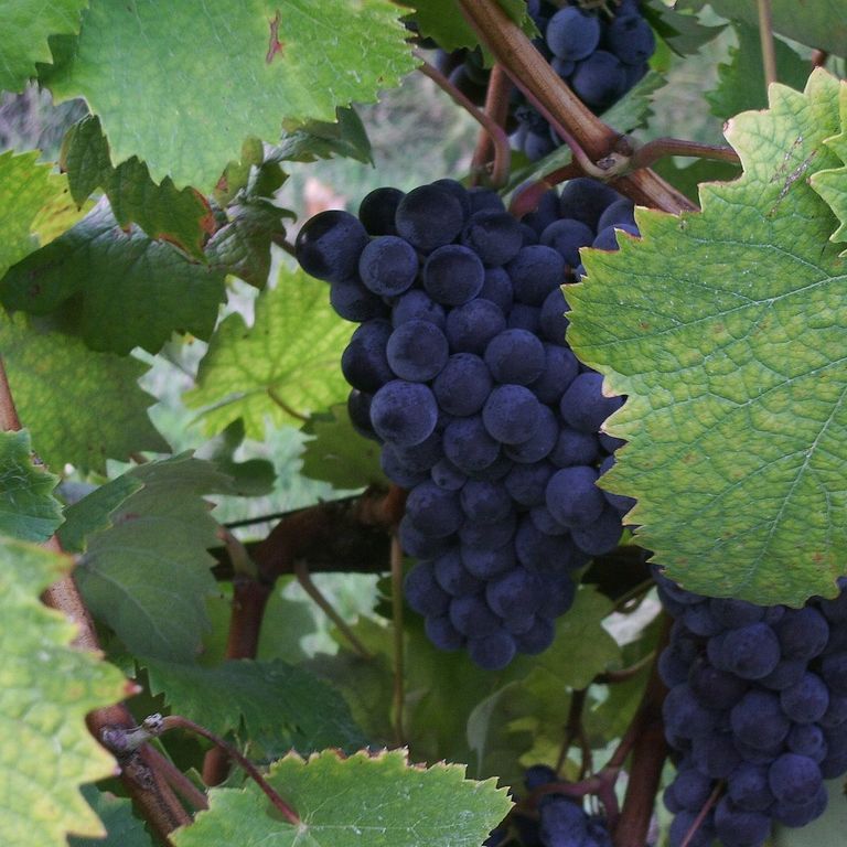 Uva, montecarlo